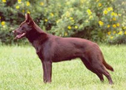 Kelpie australian - Caini ciobanesti