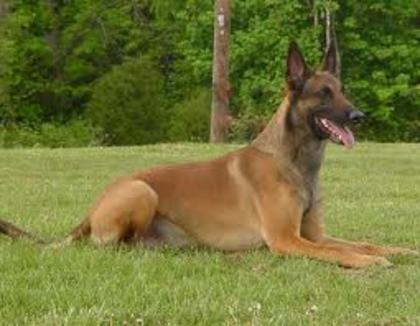 Ciobanesc belgian Malinois - Caini ciobanesti