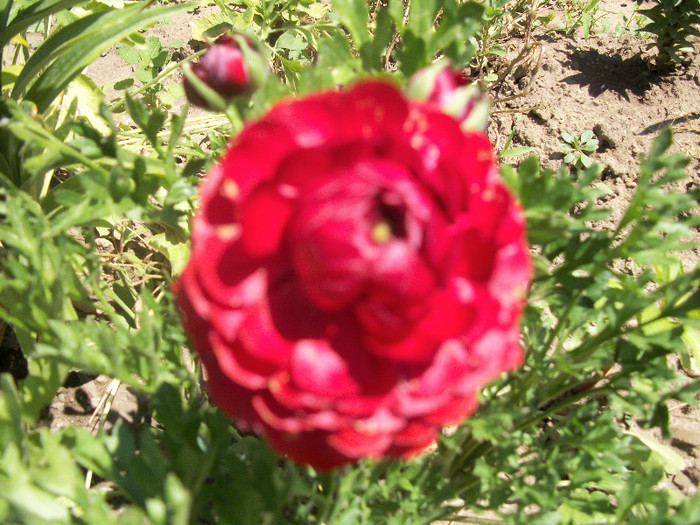 100_1018 - ranunculus 2012