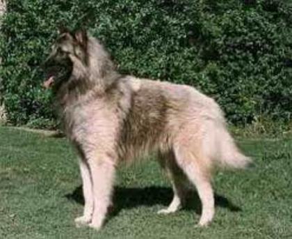 Ciobanesc belgian Tervueren - Caini ciobanesti