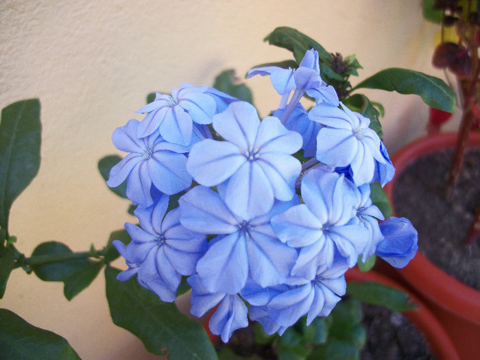 100_1044 - plumbago