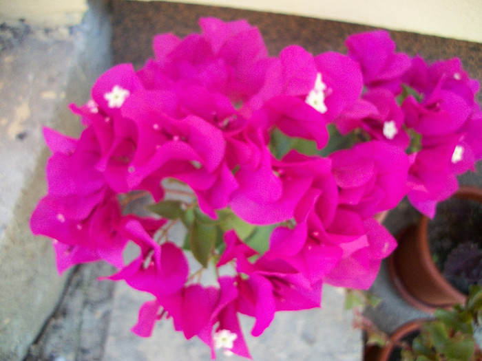 100_1040 - bougainvillea