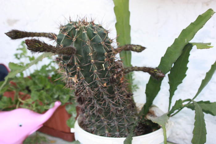 IMG_5100 - Cactus inflorit 2012