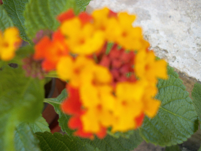 100_1042 - lantana