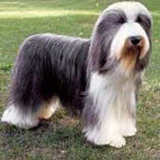 Bearded Collie