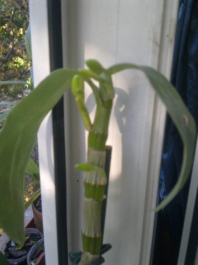 chel dar facem palarie