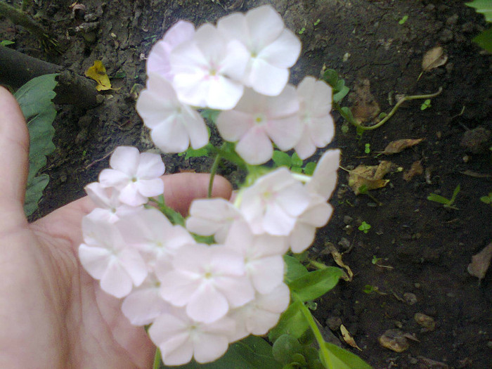  - Gradina 2012