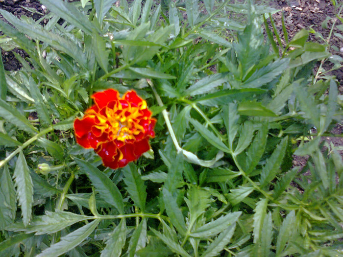  - Gradina 2012