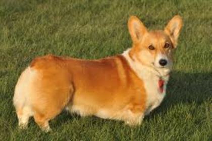 Corgi galez Pembroke - Caini ciobanesti