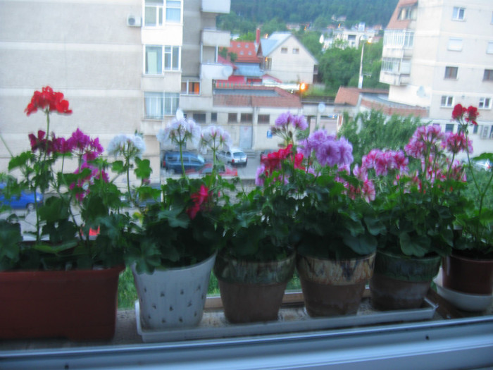 IMG_4292 - Alte flori