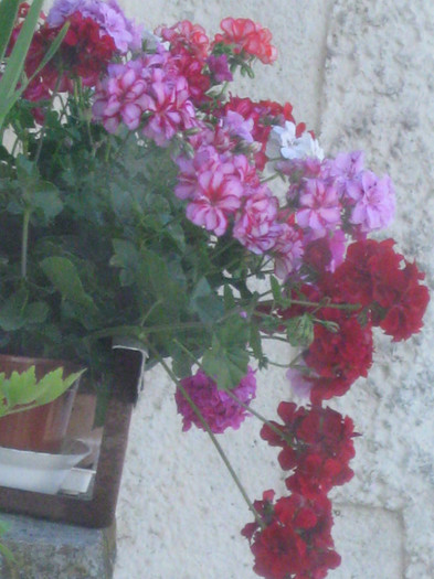 IMG_4323 - Alte flori