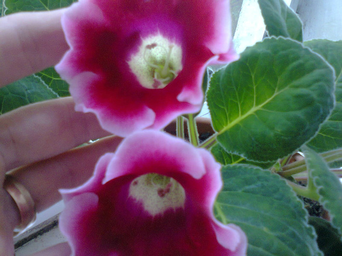  - A-Flori 2012