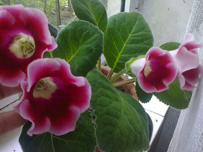  - A-Flori 2012