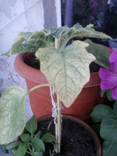 brugmansia sanguinea(rosie) - brugmansia si datura