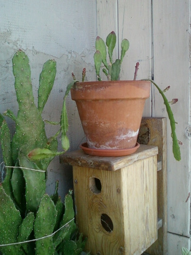 3 iulie 2012-flori 048 - cactusi si florile lor