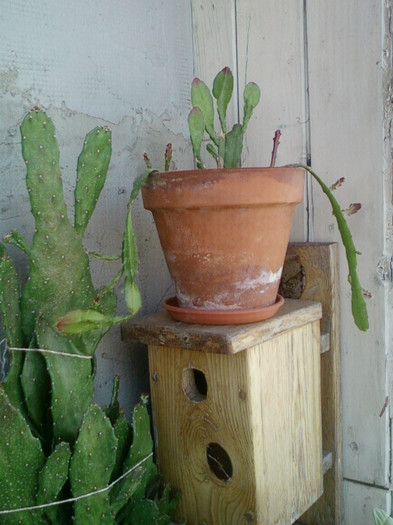 3 iulie 2012-flori 049 - cactusi si florile lor