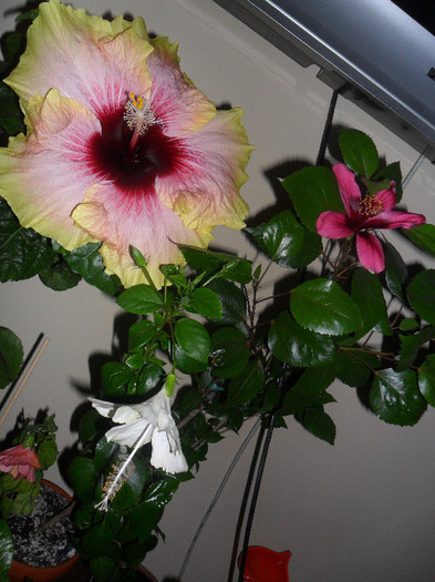Comparatii - Hibiscus 2012-1