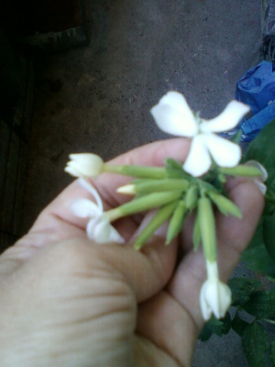 saponaria officinalis