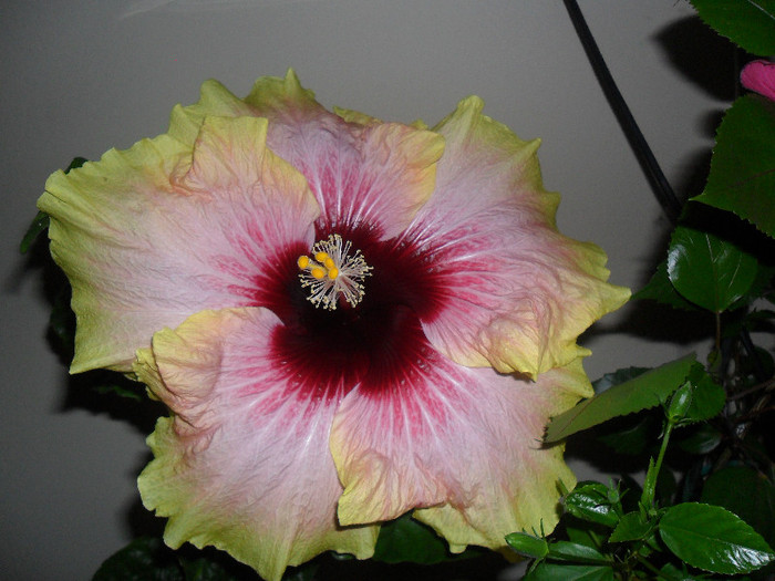 Hibiscus Tahitian Quinn - Hibiscus 2012-1