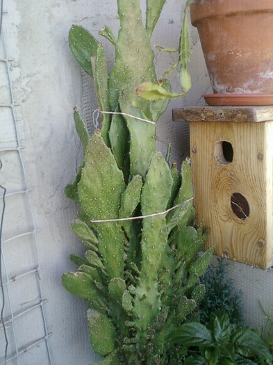 3 iulie 2012-flori 052