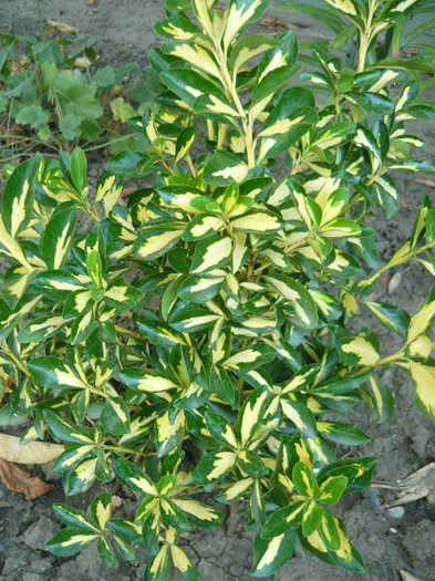 Aureo variegata - Euonymus