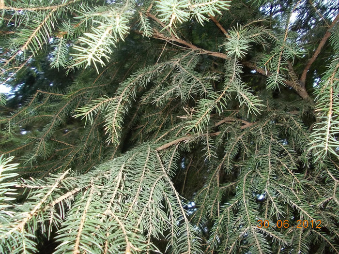 DSCN0960