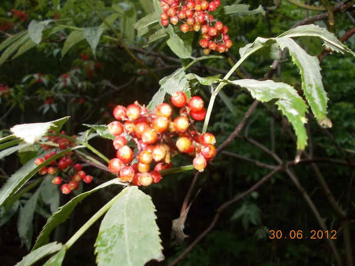 DSCN0961