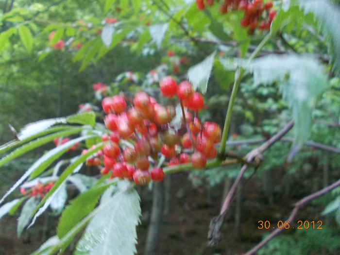 DSCN0963