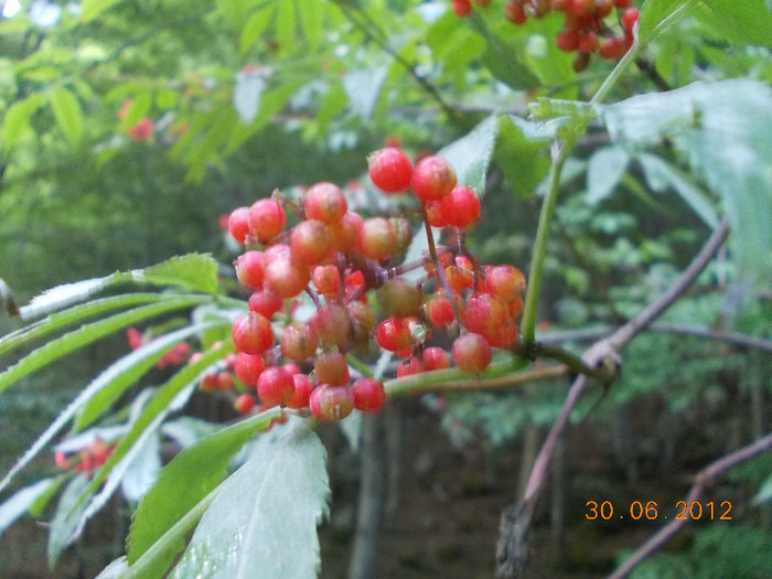 DSCN0965