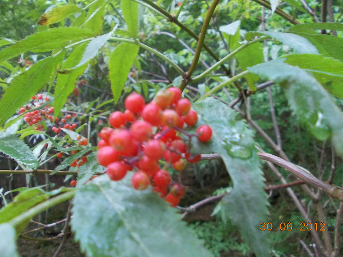 DSCN0966