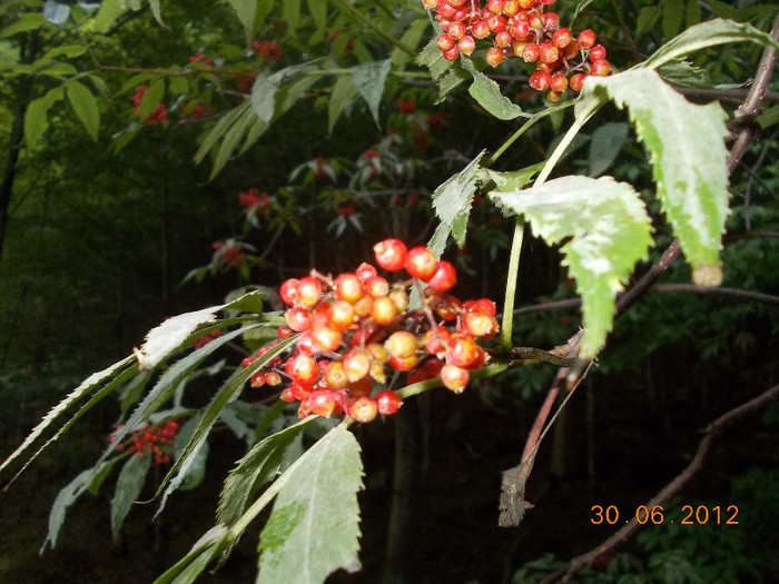 DSCN0967