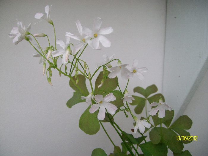 SANY2719 - oxalis