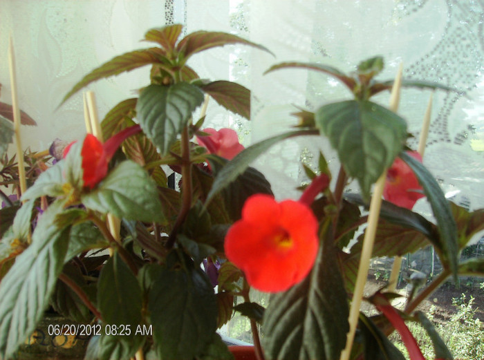 flori iunie 2012 122