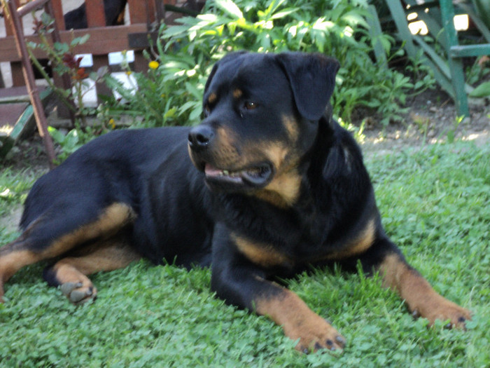 005 - ROTTWEILERU MEU