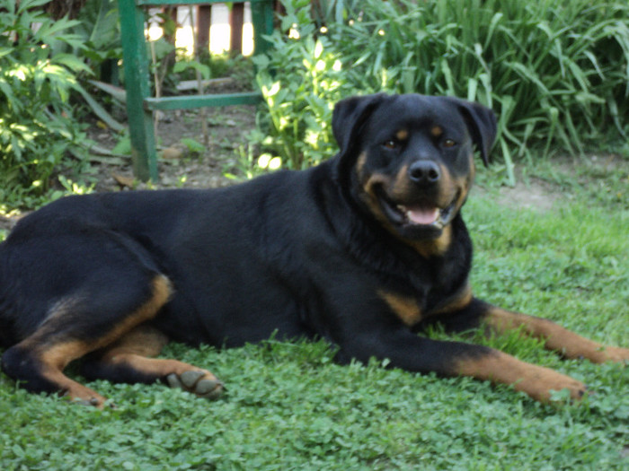 006 - ROTTWEILERU MEU