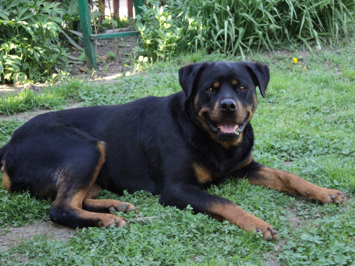 009 - ROTTWEILERU MEU