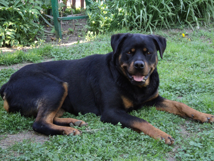 012 - ROTTWEILERU MEU