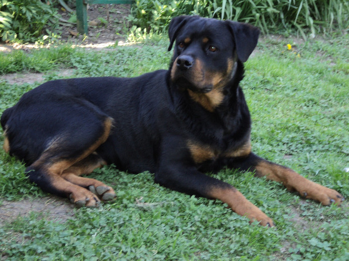 013 - ROTTWEILERU MEU