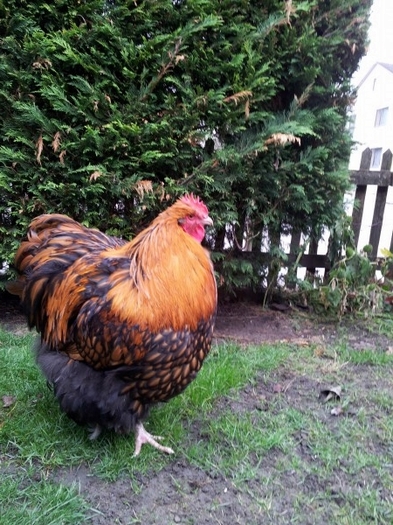 2011-11-02-09.43.04-600x450