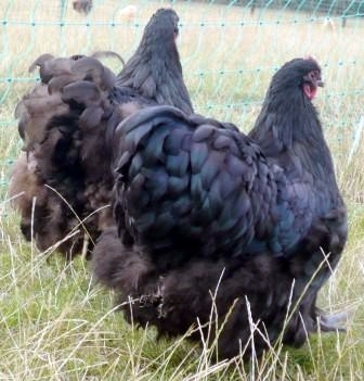 blacklf3