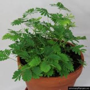 mimosa pudica( imagine informativa); planta care se strange la atingerea frunzelor
