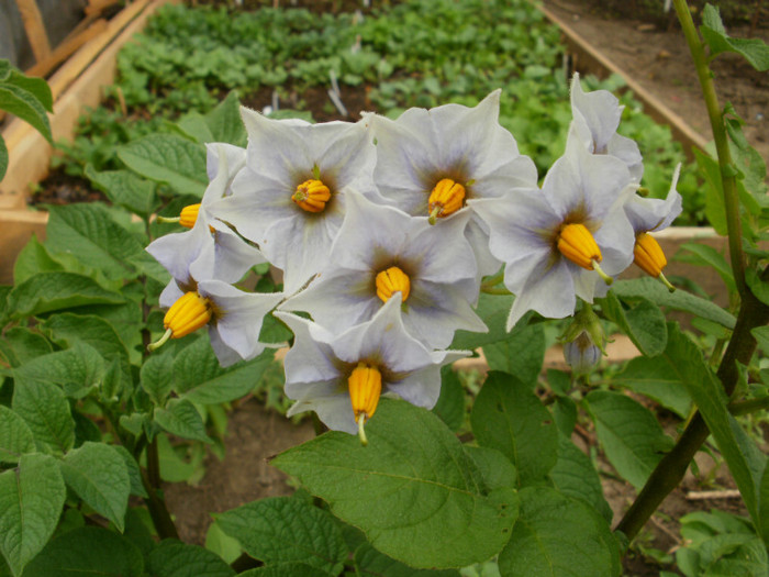 Flori de Cartof - Gradina de legume 2012