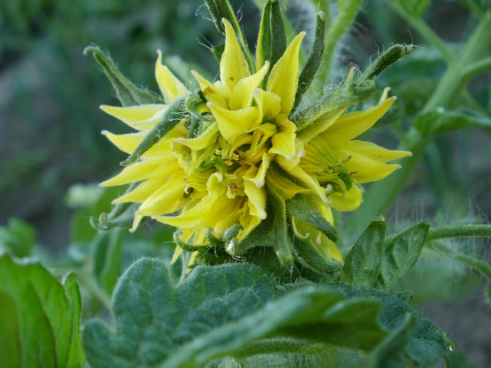 Floare de Tomata - Gradina de legume 2012