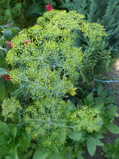 Floare de marar - Gradina de legume 2012