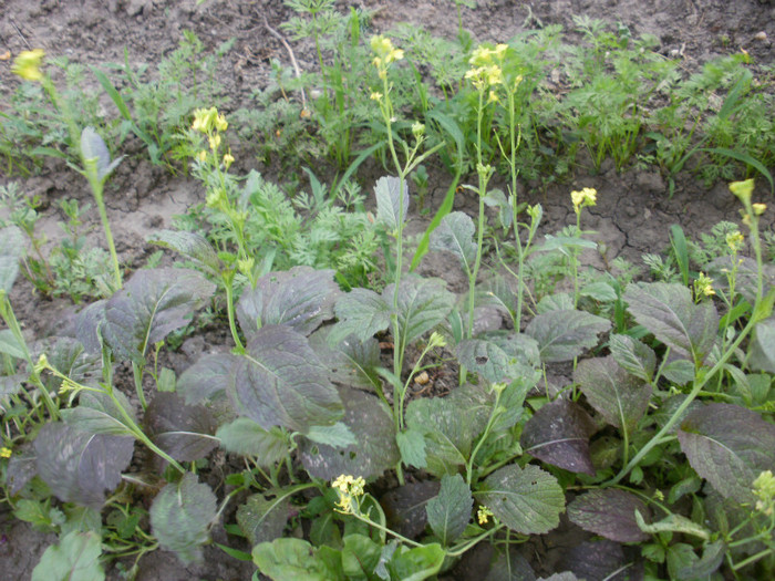 Mustar Rosu - Gradina de legume 2012