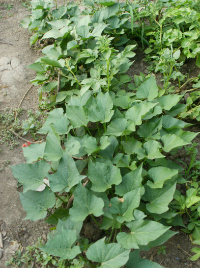 Sweet potatos - Gradina de legume 2012