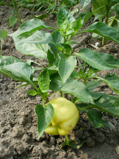 P6241952 - Gradina de legume 2012