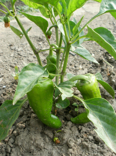 P6241958 - Gradina de legume 2012