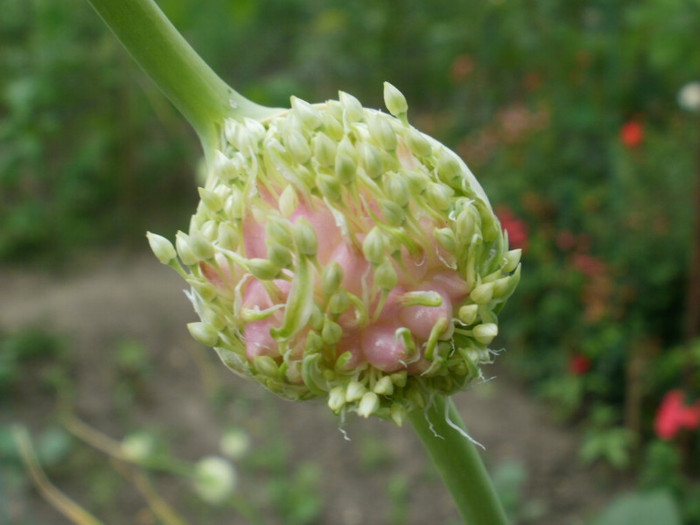 Floare de Usturoi peren