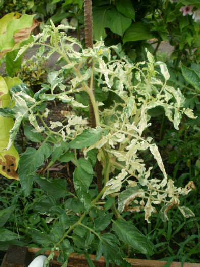 Tomata Variegata - Gradina de legume 2012